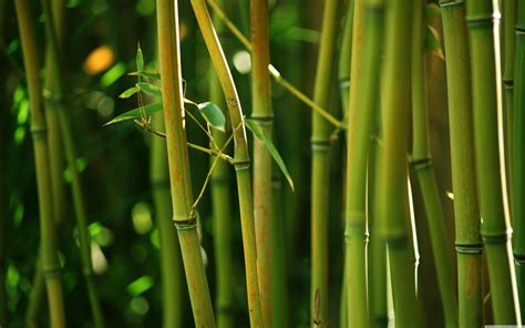 Bamboo 